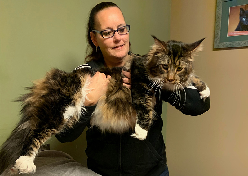 Carousel Slide 5: Cat veterinary care