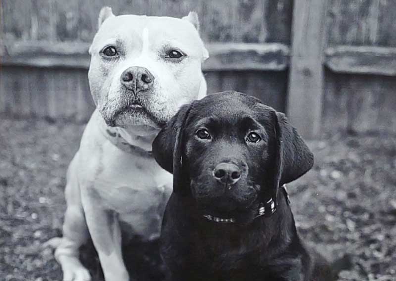 Carousel Slide 4: Dog veterinarians