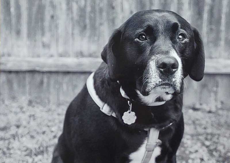 Carousel Slide 10: Senior Pet Care